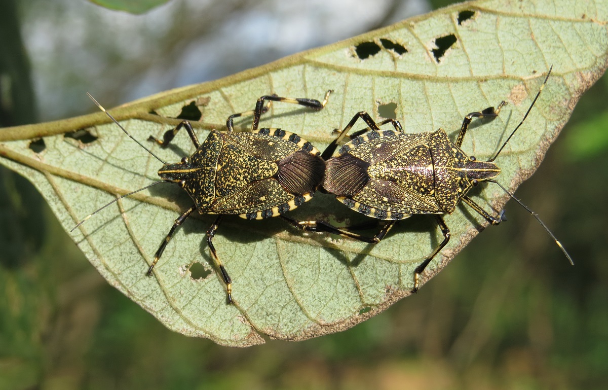 Praga asiática preocupa no Brasil: percevejo-de-pintas-amarelas pode se espalhar pelo país