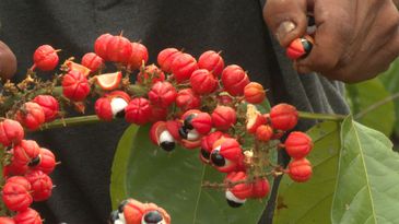 Guaraná: o sabor tipicamente brasileiro que ganhou o paladar do mundo