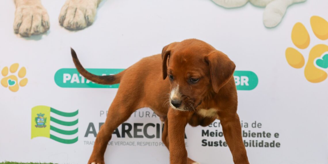 Feira de adoção responsável em Aparecida de Goiânia acontece neste sábado com entrada gratuita