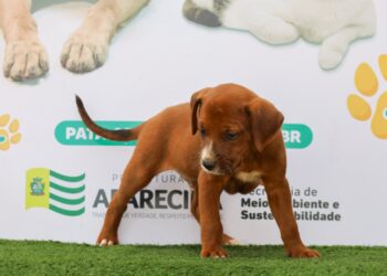 Feira de adoção responsável em Aparecida de Goiânia acontece neste sábado com entrada gratuita