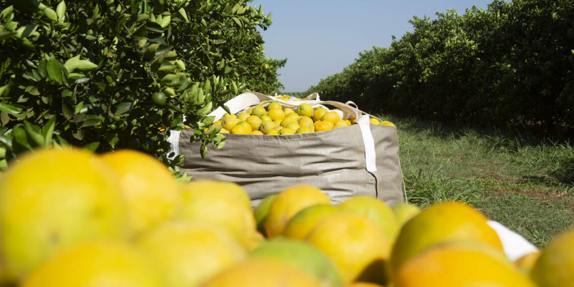 A crise das tarifas: o agronegócio brasileiro diante da ameaça de Donald Trump
