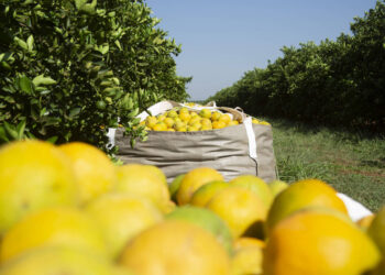 A crise das tarifas: o agronegócio brasileiro diante da ameaça de Donald Trump