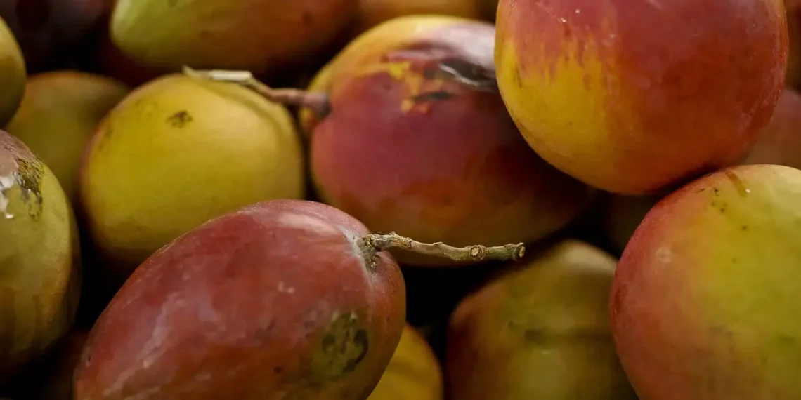 Manga: fruta tropical conquista o mundo com produção nordestina e história milenar