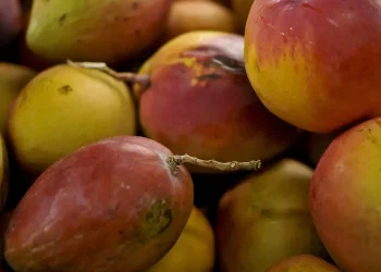 Manga: fruta tropical conquista o mundo com produção nordestina e história milenar