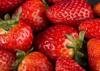 O lado oculto do “morango do amor”: defensivos, pragas e riscos ao consumidor