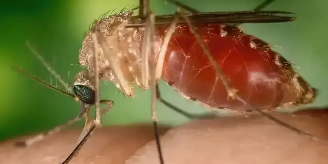 Febre oropouche se espalha pelo Brasil e preocupa autoridades de saúde