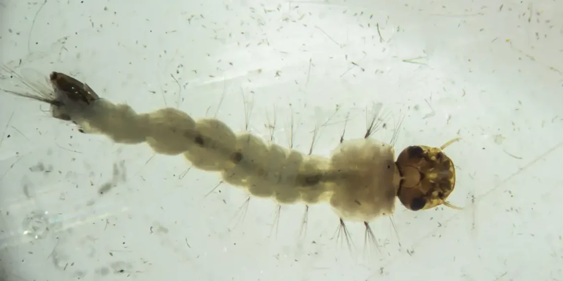 Maior biofábrica do mundo inaugura produção em massa de mosquitos com tecnologia contra dengue, zika e chikungunya