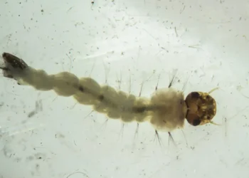 Maior biofábrica do mundo inaugura produção em massa de mosquitos com tecnologia contra dengue, zika e chikungunya