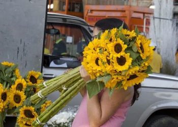 Farinha de girassol é testada como alternativa nutricional à carne por pesquisadores brasileiros