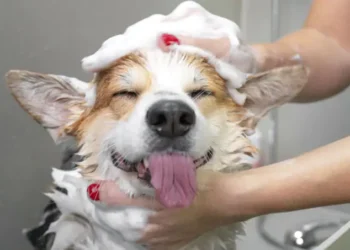 Prefeitura de Rio Verde lança curso gratuito de Banho e Tosa com estrutura móvel e foco em qualificação profissional