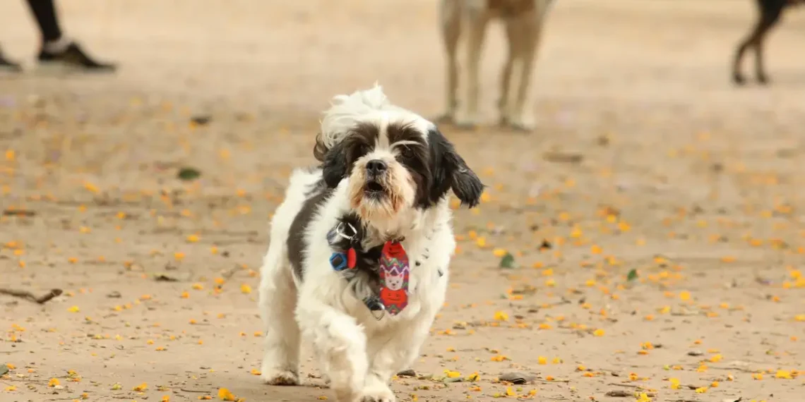 Justiça paulista nega pensão alimentícia para custeio de despesas com animal de estimação