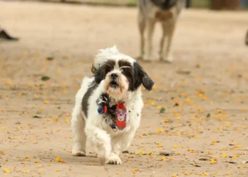 Justiça paulista nega pensão alimentícia para custeio de despesas com animal de estimação