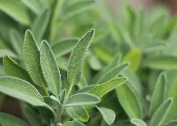 Sálvia: planta comum nos quintais brasileiros pode melhorar a memória e aliviar sintomas da menopausa