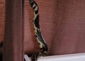 Família encontra cobra caninana dentro de berço em Santa Catarina