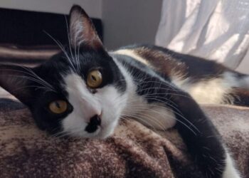 Microchipagem permite reencontro emocionante entre família e gato desaparecido há quatro meses