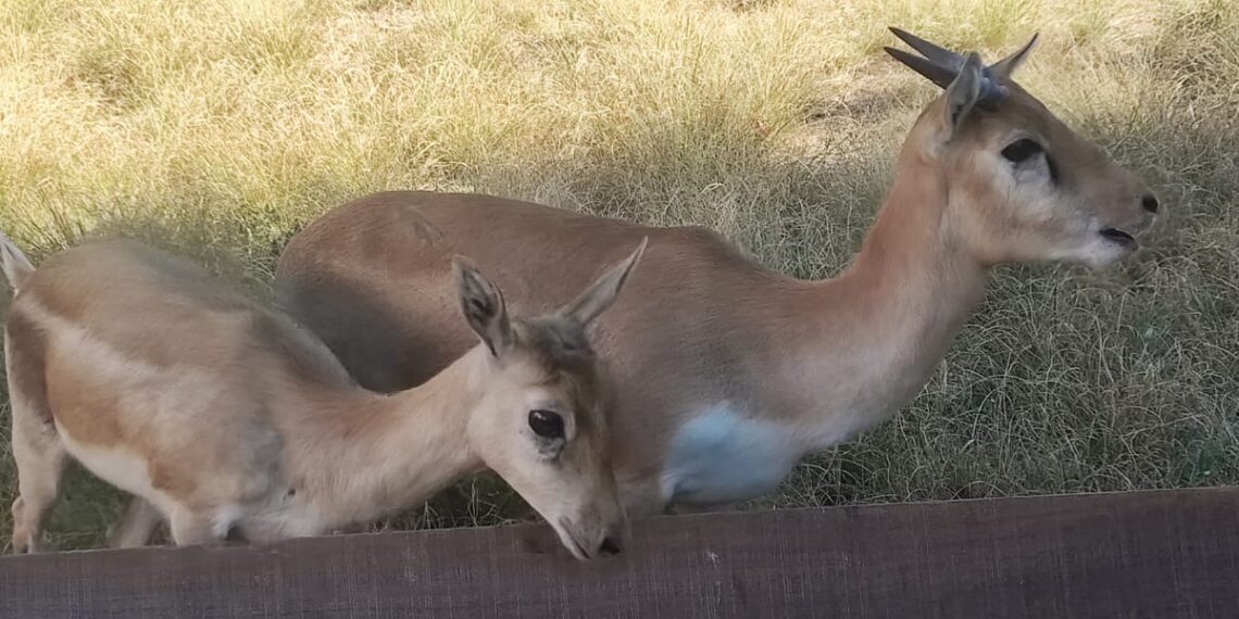 Zoológico de Goiânia recebe cervicapras e auodad: novos animais já podem ser visitados
