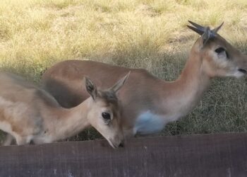 Zoológico de Goiânia recebe cervicapras e auodad: novos animais já podem ser visitados