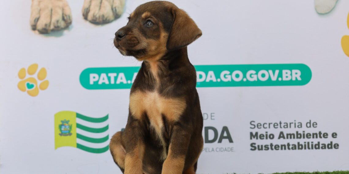Feira de adoção responsável em Aparecida oferece cães e gatos com vale-castração neste sábad