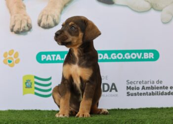 Feira de adoção responsável em Aparecida oferece cães e gatos com vale-castração neste sábad