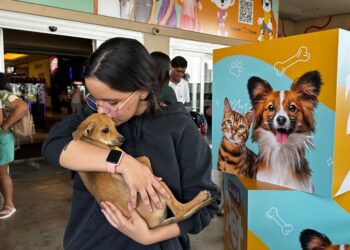 Feira de adoção em Aparecida de Goiânia garante novo lar a 38 animais em apenas 90 minutos