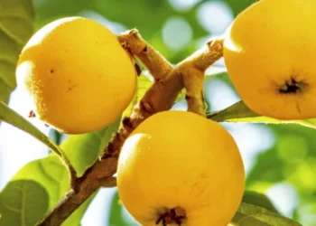 Nêspera: o fruto asiático que auxilia no controle da diabetes e combate inflamações