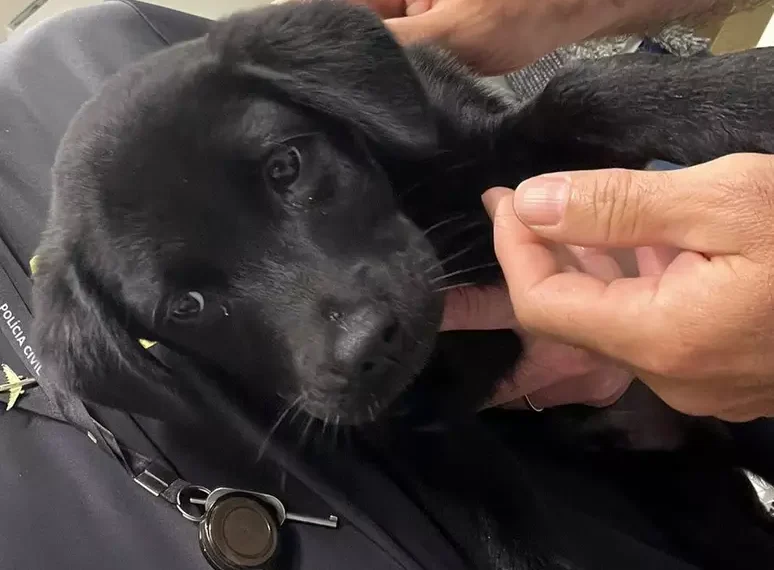 Homem é preso em Brasília após abandonar cão em aeroporto de Florianópolis