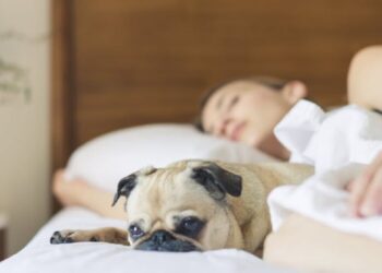 Dormir com animais de estimação pode melhorar o bem-estar, aponta estudo dos EUA