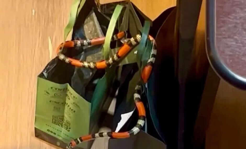 Cobra é encontrada em loja de cosméticos no centro de Bataguassu