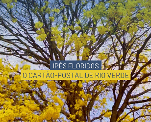 Ipês floridos transformam Rio Verde em cartão-postal natural do Cerrado