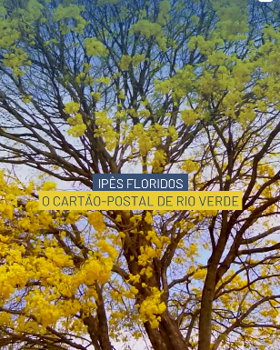 Ipês floridos transformam Rio Verde em cartão-postal natural do Cerrado
