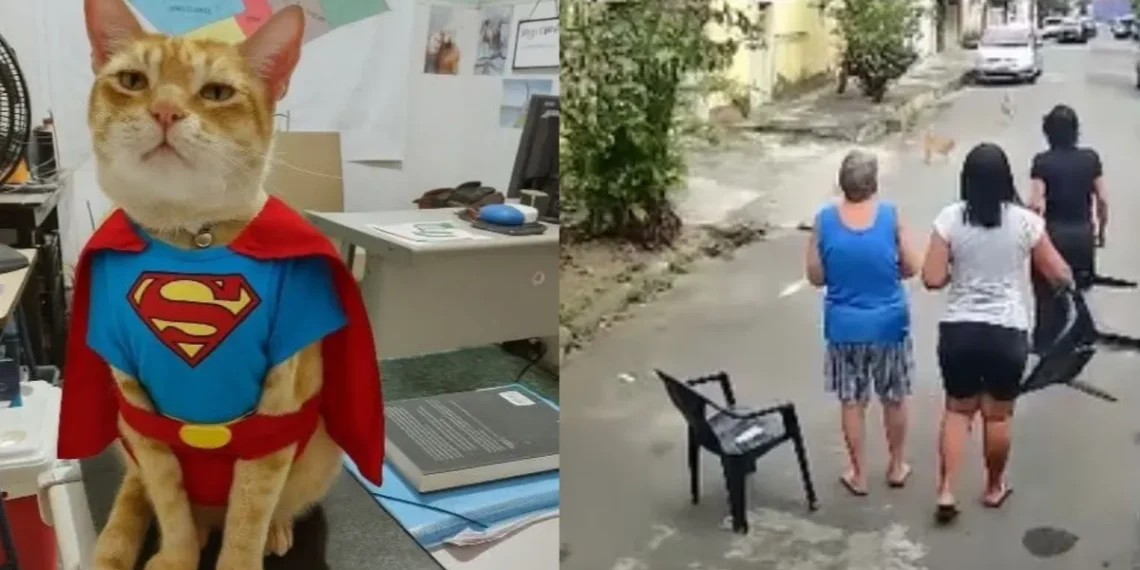 Gato “Madrugada” salva idosa de ataque de pitbull na baixada fluminense