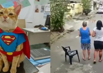 Gato “Madrugada” salva idosa de ataque de pitbull na baixada fluminense