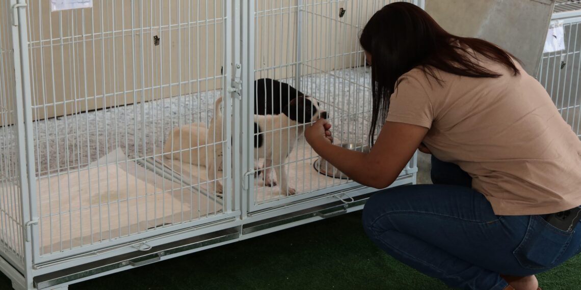 Feira de adoção em Aparecida garante novo lar para 31 animais