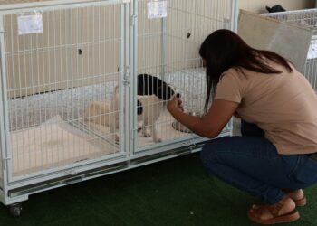 Feira de adoção em Aparecida garante novo lar para 31 animais