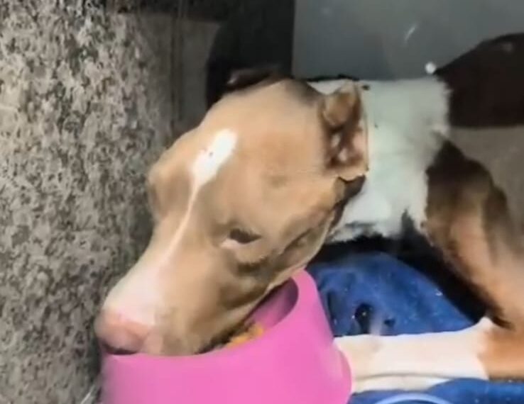 Pitbull vítima de maus-tratos morre em Aparecida; Secretaria de Meio Ambiente promete responsabilização criminal