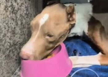 Pitbull vítima de maus-tratos morre em Aparecida; Secretaria de Meio Ambiente promete responsabilização criminal