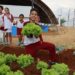 Primeira colheita do Projeto Agricultura Urbana mobiliza comunidade escolar em Aparecida de Goiânia