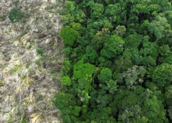 Amazônia perdeu 52 milhões de hectares de vegetação nativa em quatro décadas
