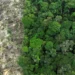 Amazônia perdeu 52 milhões de hectares de vegetação nativa em quatro décadas