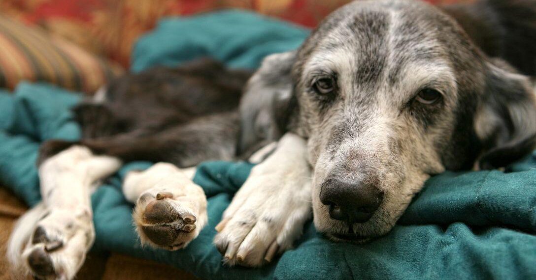 Estudo com 1.300 cães testa pílula que pode prolongar a vida dos pets