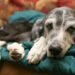 Estudo com 1.300 cães testa pílula que pode prolongar a vida dos pets