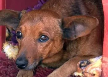 Cão percorre 12 km sozinho para se despedir de tutor em velório em Minas Gerais