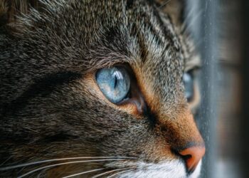 Ex-marido é condenado a pagar pensão para gatos