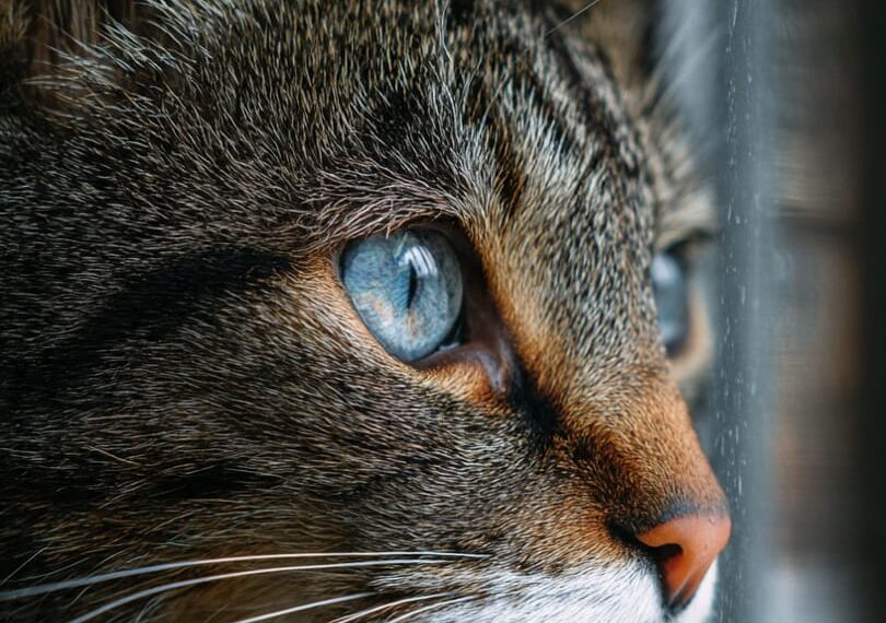 Ex-marido é condenado a pagar pensão para gatos