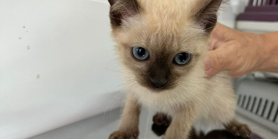 Feira de Adoção Responsável promove acolhimento de animais em Aparecida de Goiânia