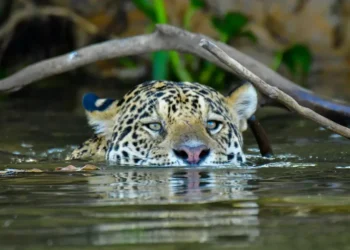 Líderes globais são instados a agir pela proteção do Pantanal e das áreas úmidas na COP30