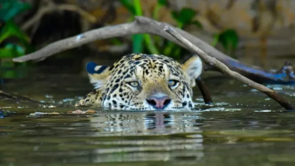 Líderes globais são instados a agir pela proteção do Pantanal e das áreas úmidas na COP30