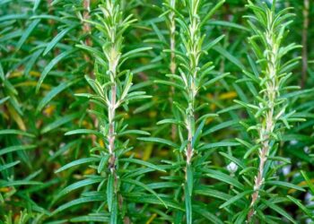 Alecrim: uma erva simples que melhora a saúde do cérebro, turbina o humor e combate o estresse