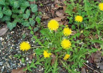 Dente-de-leão: a planta que todos pisam e que esconde um tesouro para a saúde