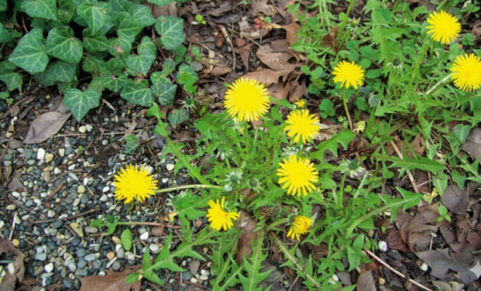 Dente-de-leão: a planta que todos pisam e que esconde um tesouro para a saúde